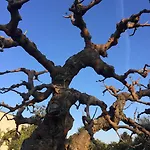 Trulli Di Pozzomasiello Locorotondo