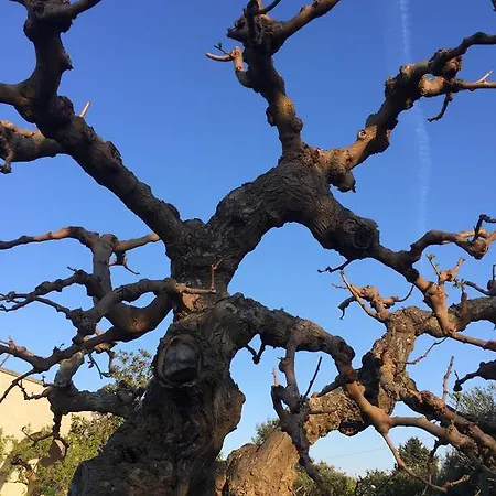 Trulli Di Pozzomasiello لوكوروتوندو